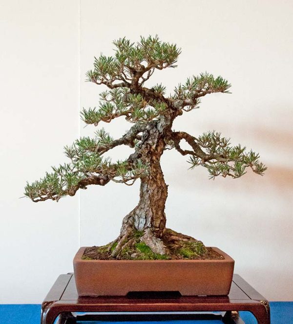 Bonsai Photo of the Day 12-12-2018 – Bonsai Jack