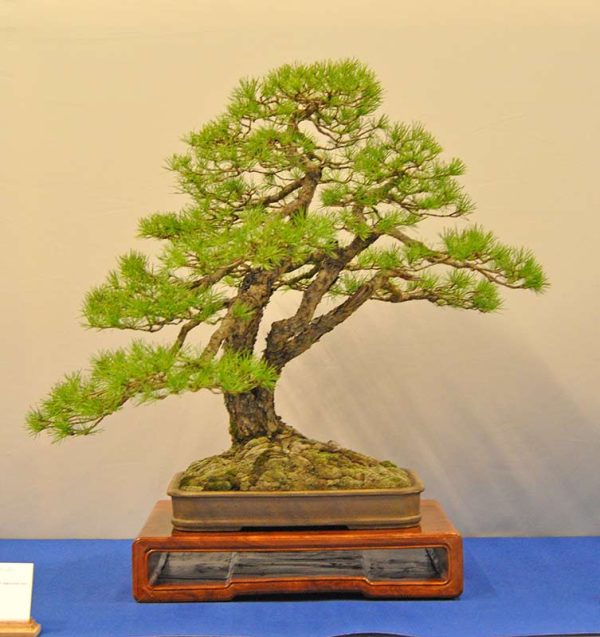 Bonsai Photo of the Day 12-19-2018 – Bonsai Jack