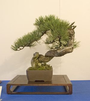 Bonsai Photo of the Day 1-10-2019 – Bonsai Jack