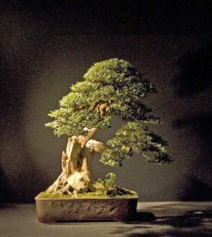 Bonsai Photo of the Day 1-11-2019 – Bonsai Jack