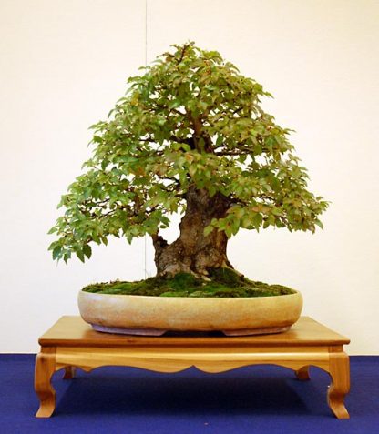 Bonsai Photo of the Day 1-25-2019 – Bonsai Jack