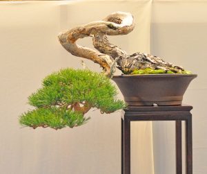 Bonsai Photo of the Day 1-3-2019 – Bonsai Jack