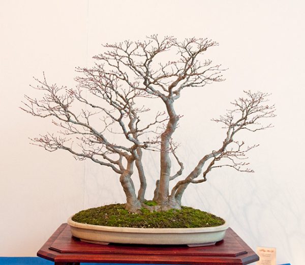 Bonsai Photo Of The Day 1-8-2019 – Bonsai Jack