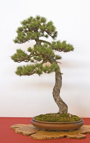 Bonsai Photo of the Day 2-25-2019 – Bonsai Jack