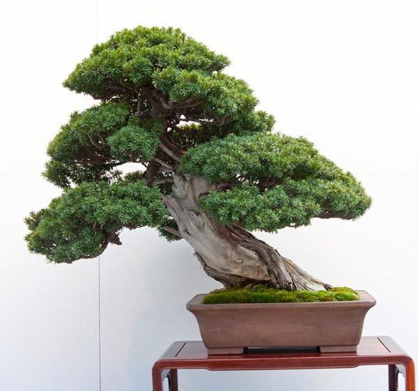 Bonsai Photo Of The Day 3-15-2019 – Bonsai Jack