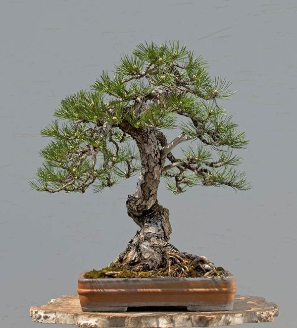 Bonsai Photo of the Day 3-7-2019 – Bonsai Jack