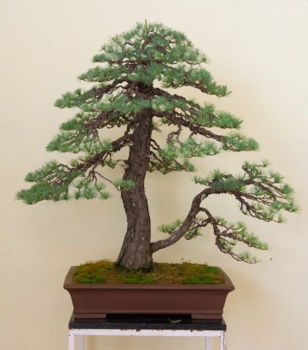 Bonsai Photo of the Day 4-15-2019 – Bonsai Jack