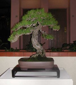 Bonsai Photo of the Day 4-5-2019 – Bonsai Jack