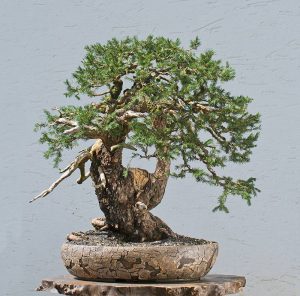 Bonsai Photo of the Day 4-9-2019 – Bonsai Jack