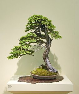 Bonsai Photo of the Day 5-15-2019 – Bonsai Jack