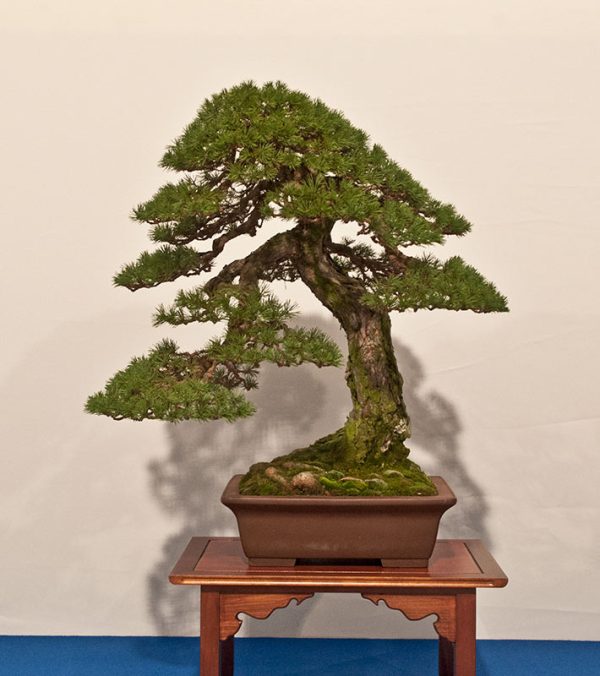 Bonsai Photo of the Day 5-30-2019 – Bonsai Jack