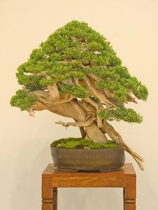 Bonsai Photo of the Day 6-7-2019 – Bonsai Jack