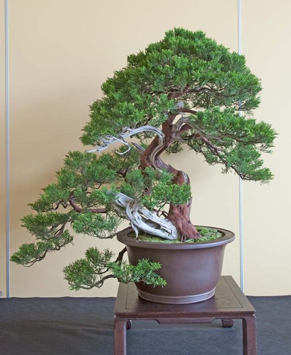 Bonsai Photo of the Day 7-17-2019 – Bonsai Jack