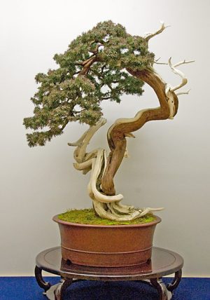 Bonsai Photo of the Day 7-19-2019 – Bonsai Jack