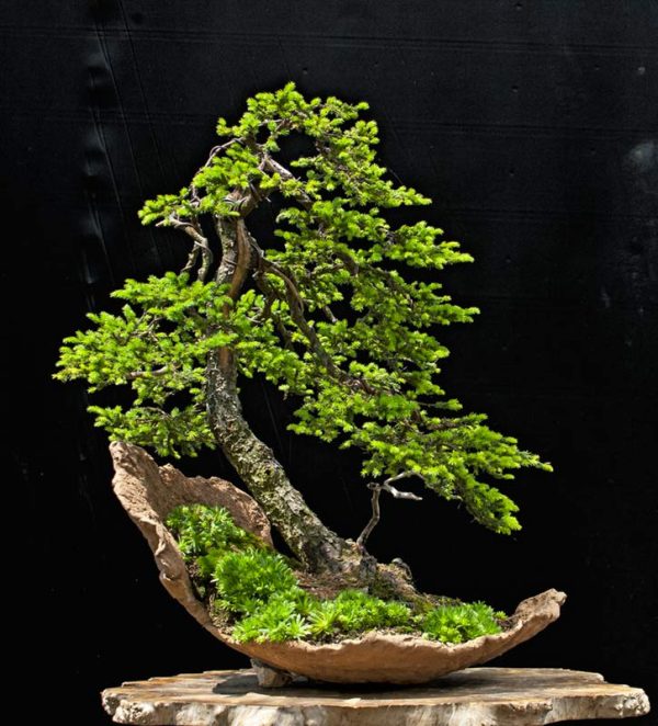 Bonsai Photo of the Day 7-24-2019 – Bonsai Jack