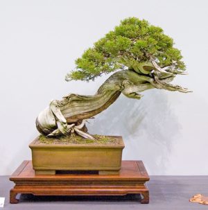 Bonsai Photo of the Day 7-29-2019 – Bonsai Jack