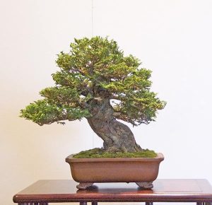 Bonsai Photo of the Day 8-16-2019 – Bonsai Jack