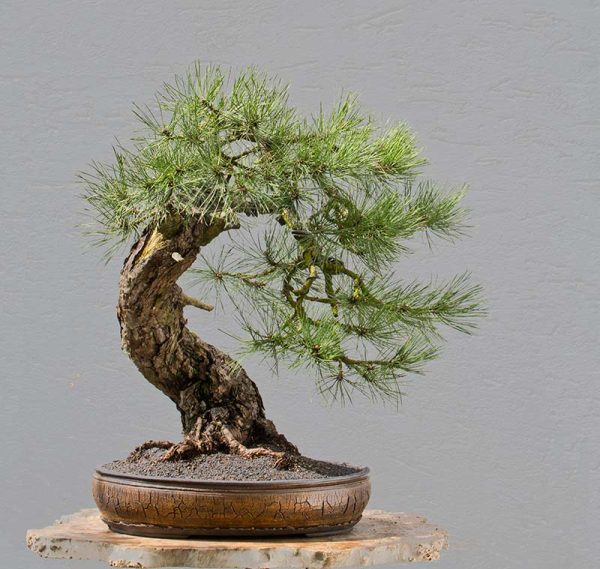 Bonsai Photo of the Day 8-19-2019 – Bonsai Jack