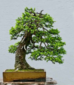 Bonsai Photo of the Day 9-12-2019 – Bonsai Jack