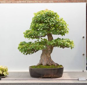 Bonsai Photo of the Day 9-18-2019 – Bonsai Jack