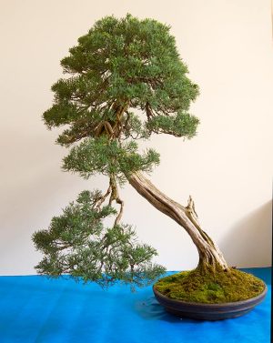 Bonsai Photo of the Day 9-2-2019 – Bonsai Jack