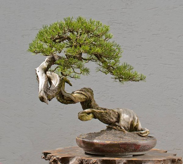 Bonsai Photo of the Day 9-3-2019 – Bonsai Jack