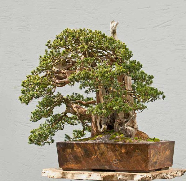 Bonsai Photo of the Day 10-17-2019 – Bonsai Jack