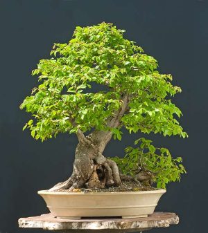 Bonsai Photo of the Day 10-29-2019 – Bonsai Jack