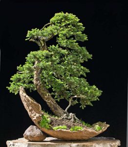 Bonsai Photo of the Day 12-27-2019 – Bonsai Jack