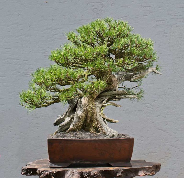 Bonsai Photo of the Day 1-15-20 – Bonsai Jack