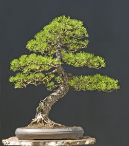 Bonsai Photo of the Day 1-16-2020 – Bonsai Jack