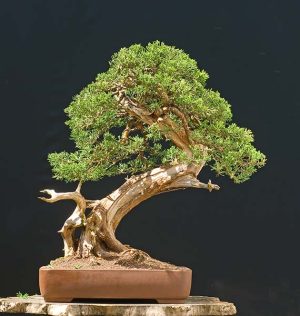 Bonsai Photo of the Day 1-23-2020 – Bonsai Jack