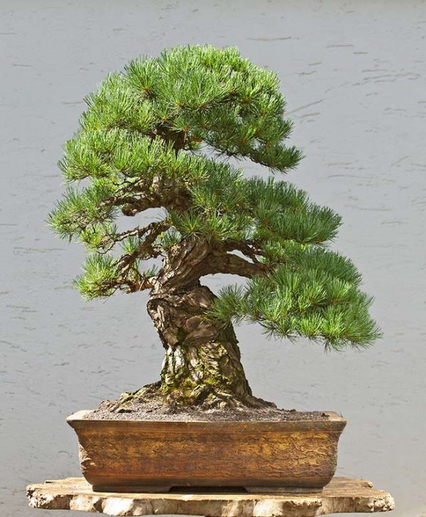 Bonsai Photo of the Day 1-8-2020 – Bonsai Jack