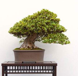 Bonsai Photo of the Day 2-28-20 – Bonsai Jack