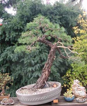 Bonsai Photo of the Day 3-12-20 – Bonsai Jack